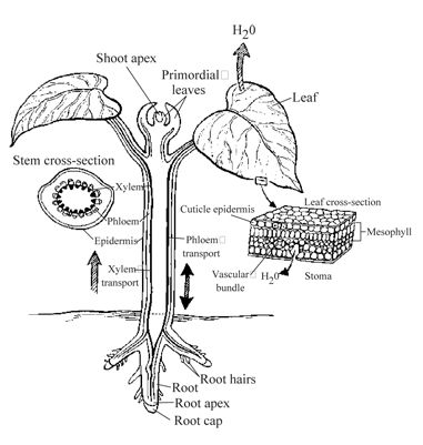 Tools & Resources: Biology Cheat Sheet | Test Prep | CliffsNotes