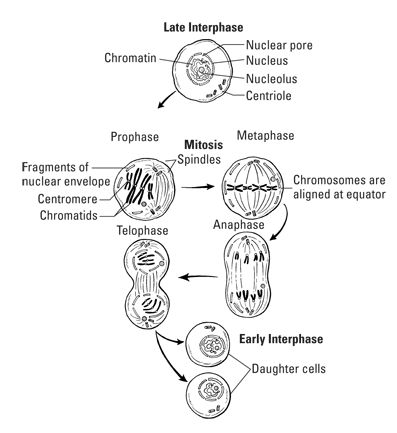 Tools & Resources: Biology Cheat Sheet | Test Prep | CliffsNotes